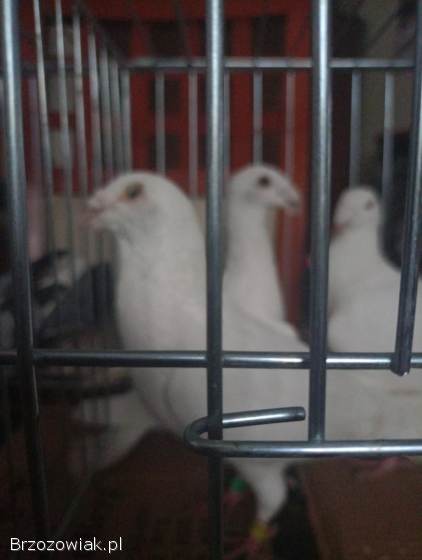 Gołębie sprzedam