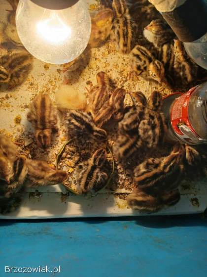 Przepiórki japońskie jednotygodniowe