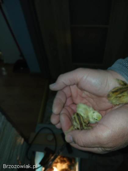 Przepiórki japońskie jednotygodniowe