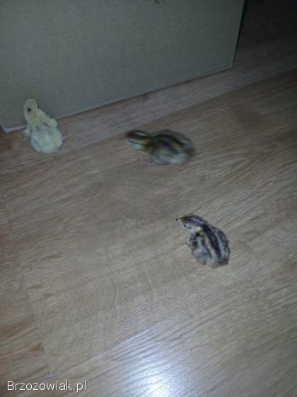 Przepiórki japońskie jednotygodniowe