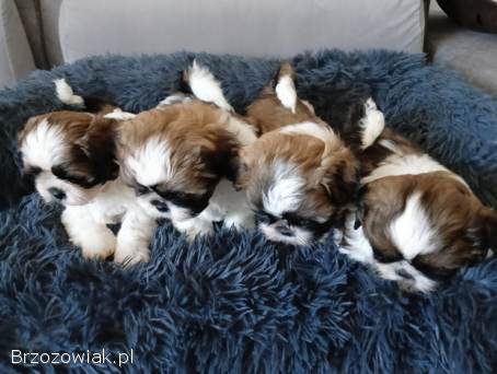 Pieski Shih-Tzu