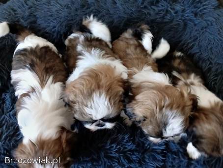 Pieski Shih-Tzu
