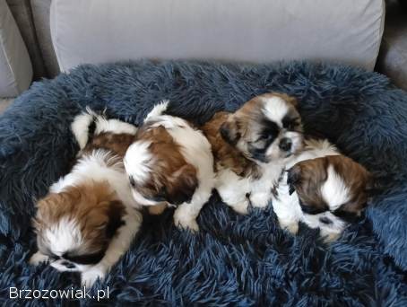 Pieski Shih-Tzu