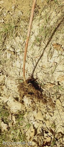 Sadzonki Maliny porzeczki