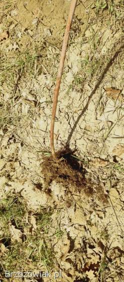 Sadzonki Maliny porzeczki