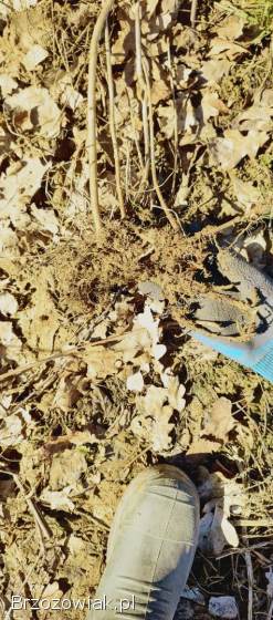 Sadzonki Maliny porzeczki