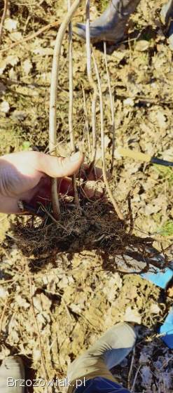 Sadzonki Maliny porzeczki