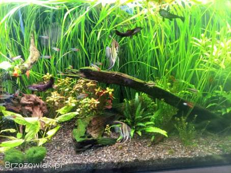 Akwarium JUWEL 450 l.