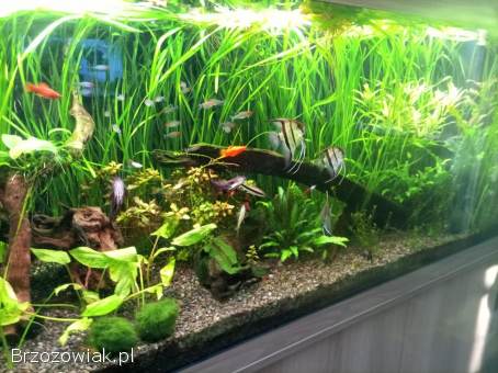 Akwarium JUWEL 450 l.