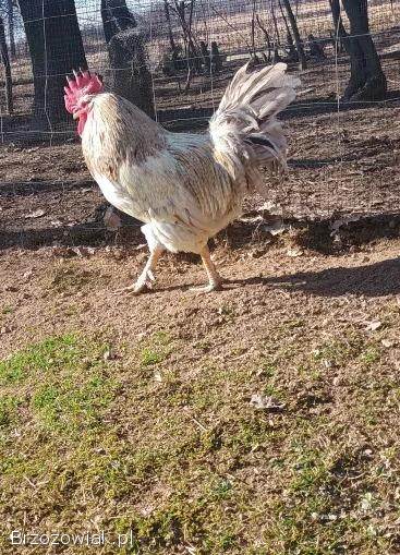 Koguty/Kogut