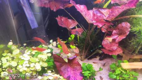 Mieczyki narybek plus gratisy