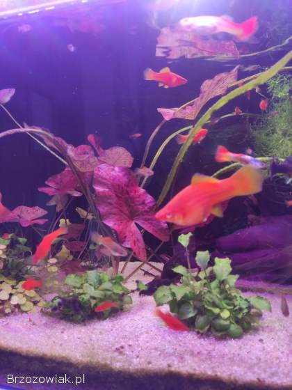 Mieczyki narybek plus gratisy