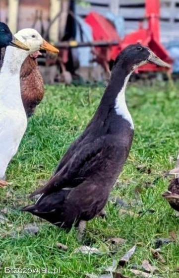 Para kaczki biegusy indyjskie,  pingwinie,  butelkowe