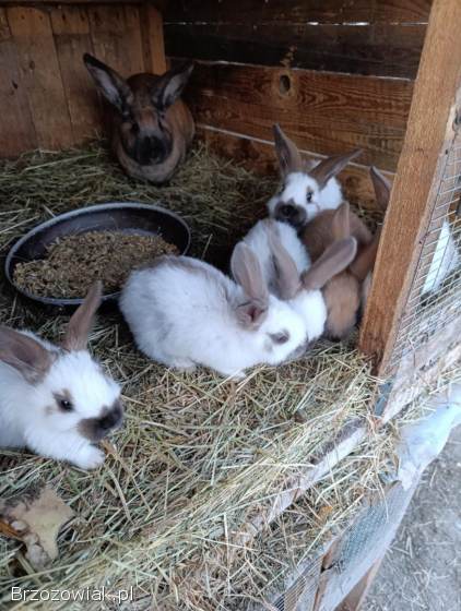 Srokacz Niemiecki młode,  Madagaskar,  Żółte,