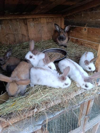 Srokacz Niemiecki młode,  Madagaskar,  Żółte,