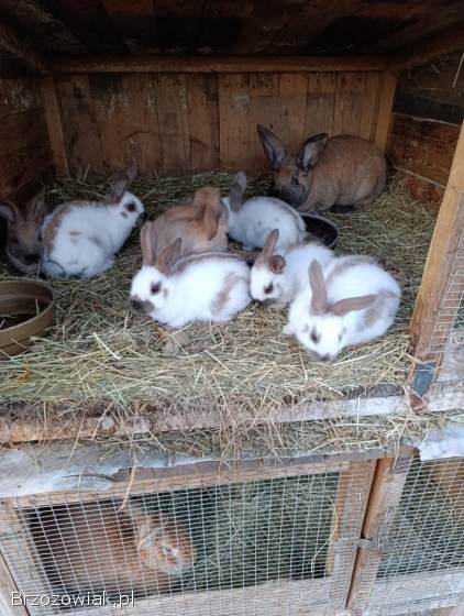 Srokacz Niemiecki młode,  Madagaskar,  Żółte,