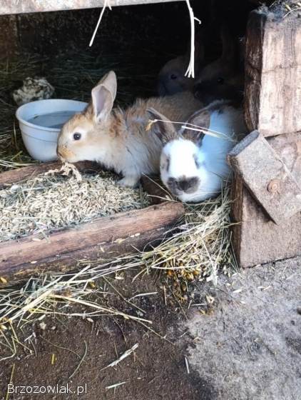 Srokacz Niemiecki młode,  Madagaskar,  Żółte,