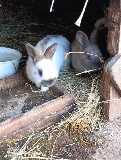 Srokacz Niemiecki młode,  Madagaskar,  Żółte,