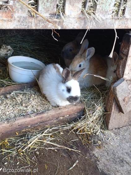 Srokacz Niemiecki młode,  Madagaskar,  Żółte,