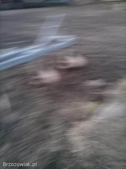 Sprzedam pług 3 skibowy