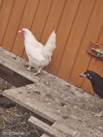 Jaja legowe kurek Karzełek,  liliputek