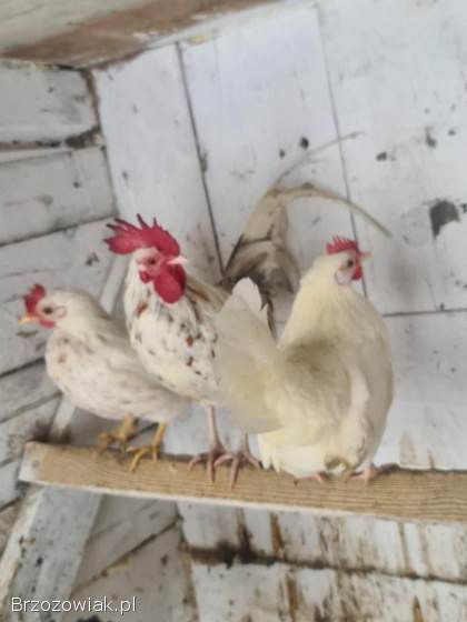 Jaja legowe kurek Karzełek,  liliputek