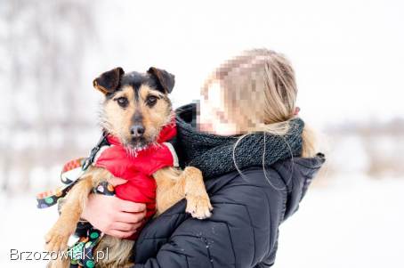 Roxi -  młoda,  niekonfliktowa,  niewielka suczka