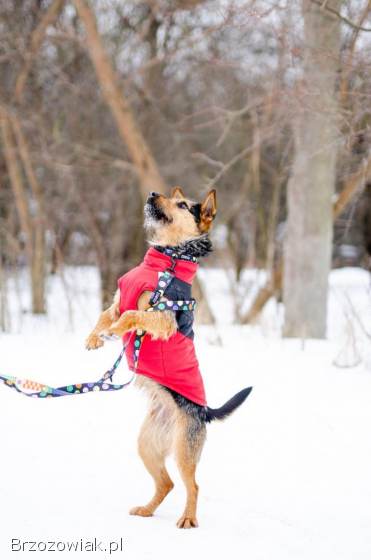 Roxi -  młoda,  niekonfliktowa,  niewielka suczka