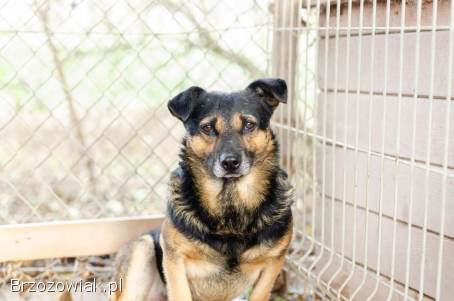Edek -  nieduży psiak o wielkim sercu do pokochania