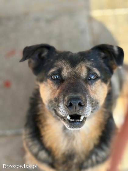 Edek -  nieduży psiak o wielkim sercu do pokochania