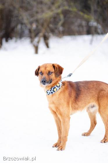 Korek -  prawdziwy pies na medal!