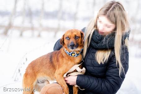 Korek -  prawdziwy pies na medal!