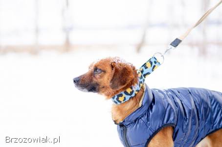 Korek -  prawdziwy pies na medal!