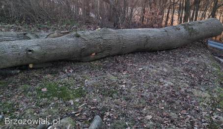 Sprzedam lipę w klocu,  gruba i zdrowa