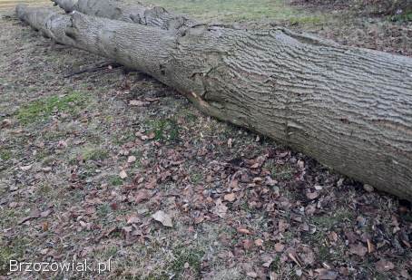 Sprzedam lipę w klocu,  gruba i zdrowa