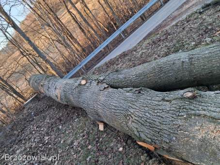 Sprzedam lipę w klocu,  gruba i zdrowa