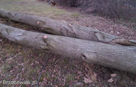 Sprzedam lipę w klocu,  gruba i zdrowa
