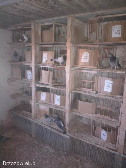 Sprzedam gołębie