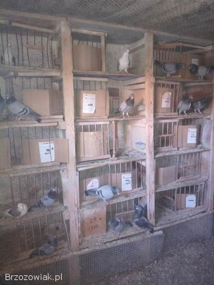 Sprzedam gołębie