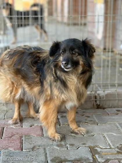 Szprycha -  delikatna,  nieśmiała sunia szuka domu!