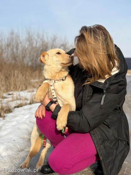 Goldi -  wesoły szczeniak w typie labradora