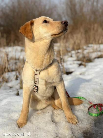 Goldi -  wesoły szczeniak w typie labradora