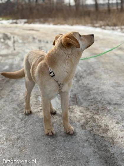 Goldi -  wesoły szczeniak w typie labradora