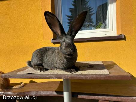 Olbrzym belgijski samica