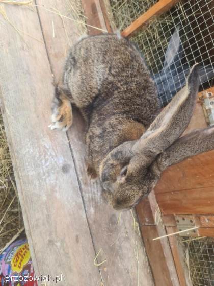 Zamienię samca Belga
