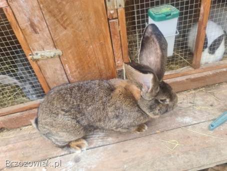 Zamienię samca Belga