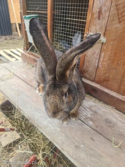 Zamienię samca Belga