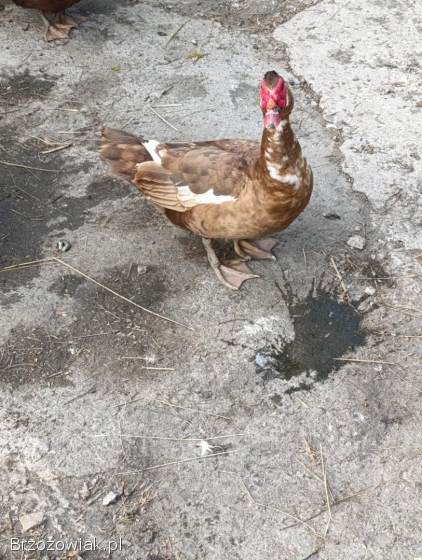 Sprzedam kaczora francuskiego czekoladowego