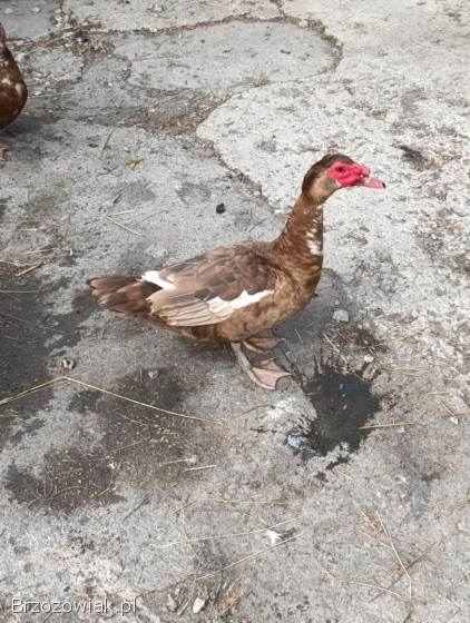 Sprzedam kaczora francuskiego czekoladowego