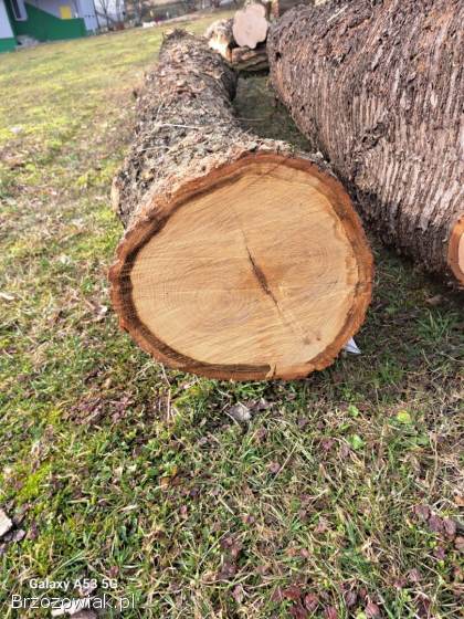 Sprzedam Dęba oraz czereśnie w kłodzie